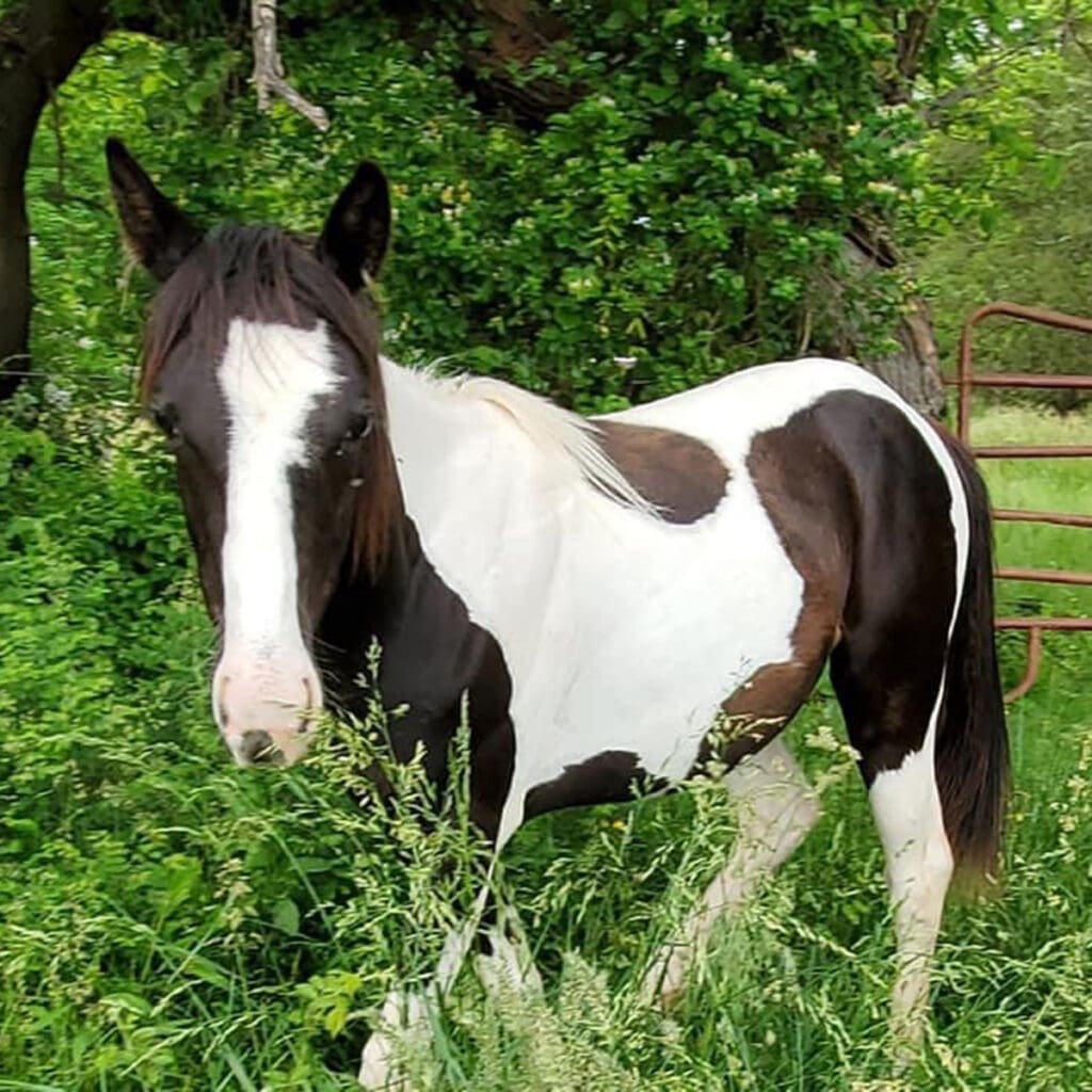 Black and white horse standing in tall grass