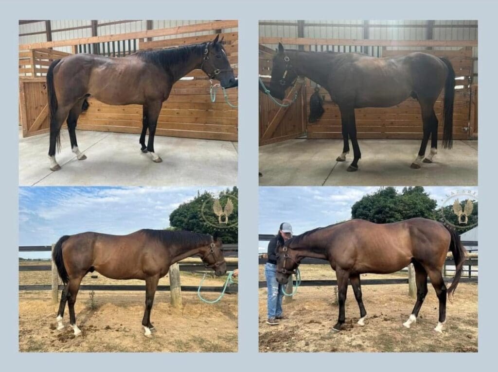 Before and After pictures of horse with Equine Bodywork. Lazaris Nerve Release Technique.