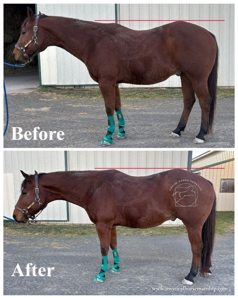 comparison of horse before and after an Equine Hanna Somatics session