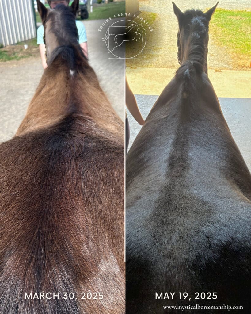Comparison of horse's spine after an Equine Hanna Somatics Session