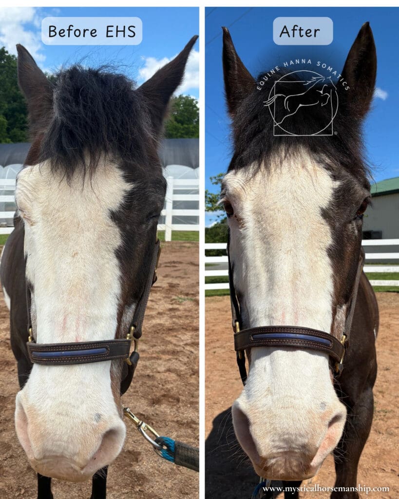 comparison of horse's head before and after an Equine Hanna Somatics session