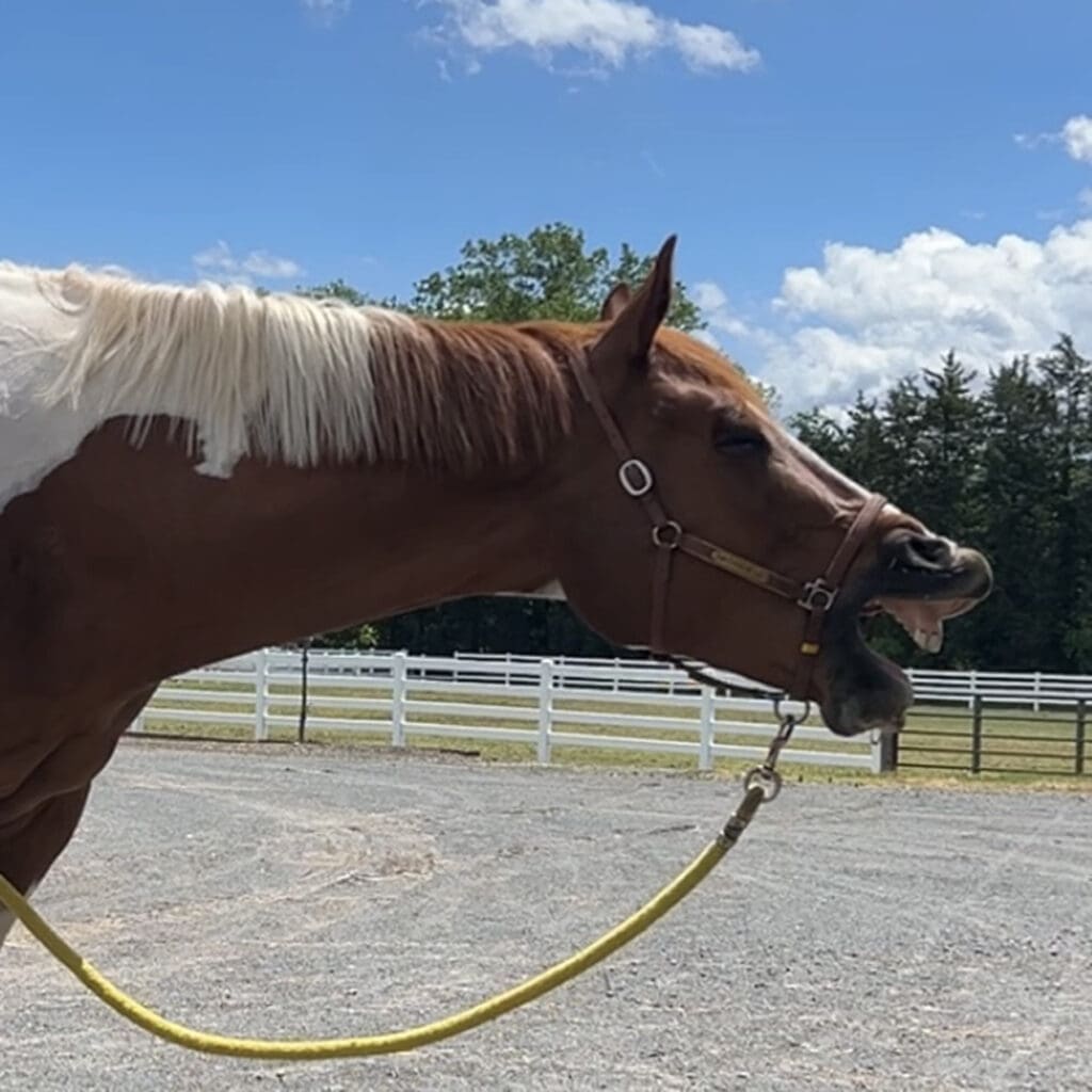 horse yawning