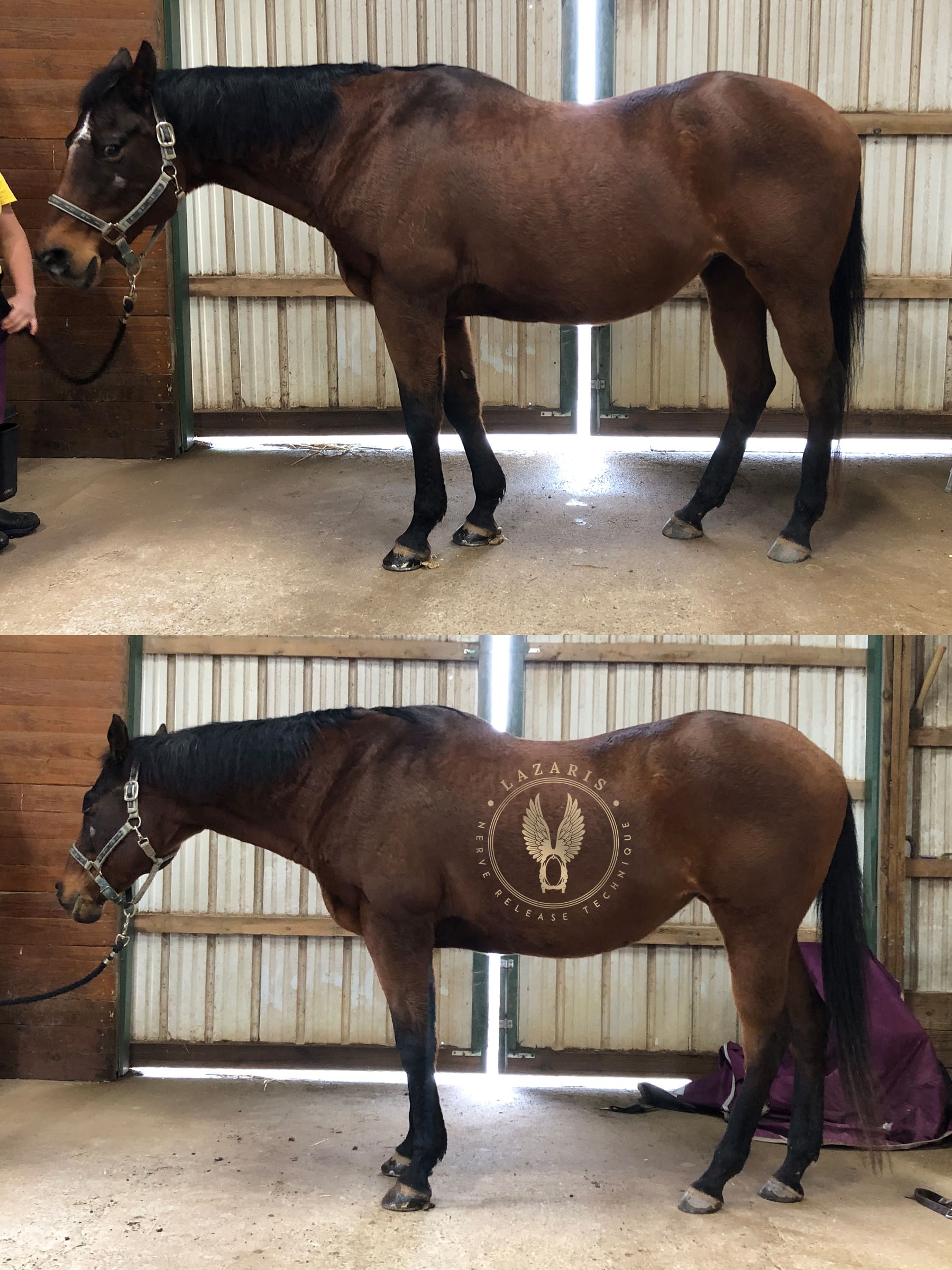 Comparison of the left side of a horse before and after Lazaris Nerve Release