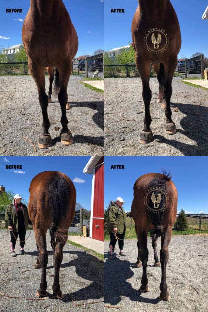 Equine case study comparison of the front and back of a horse before and after a Lazaris Nerve Release