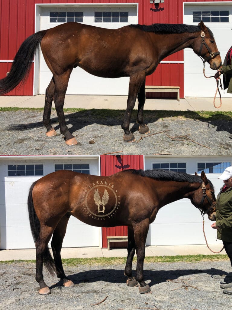 Equine case study comparison of the right side before and after a Lazaris Nerve Release session.