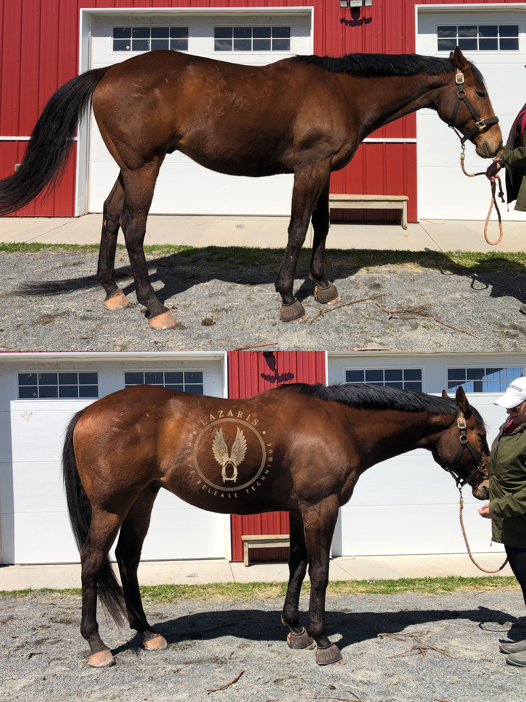 Comparison of horse's right side before and after Lazaris Nerve Release